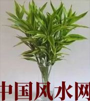 娄底十二生肖养什么植物最旺财运？你知道吗！